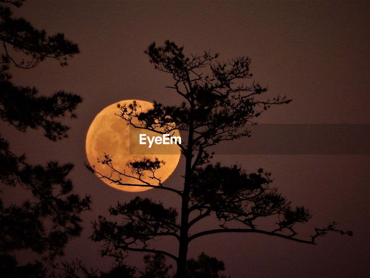 LOW ANGLE VIEW OF SILHOUETTE TREE AGAINST SKY AT DUSK