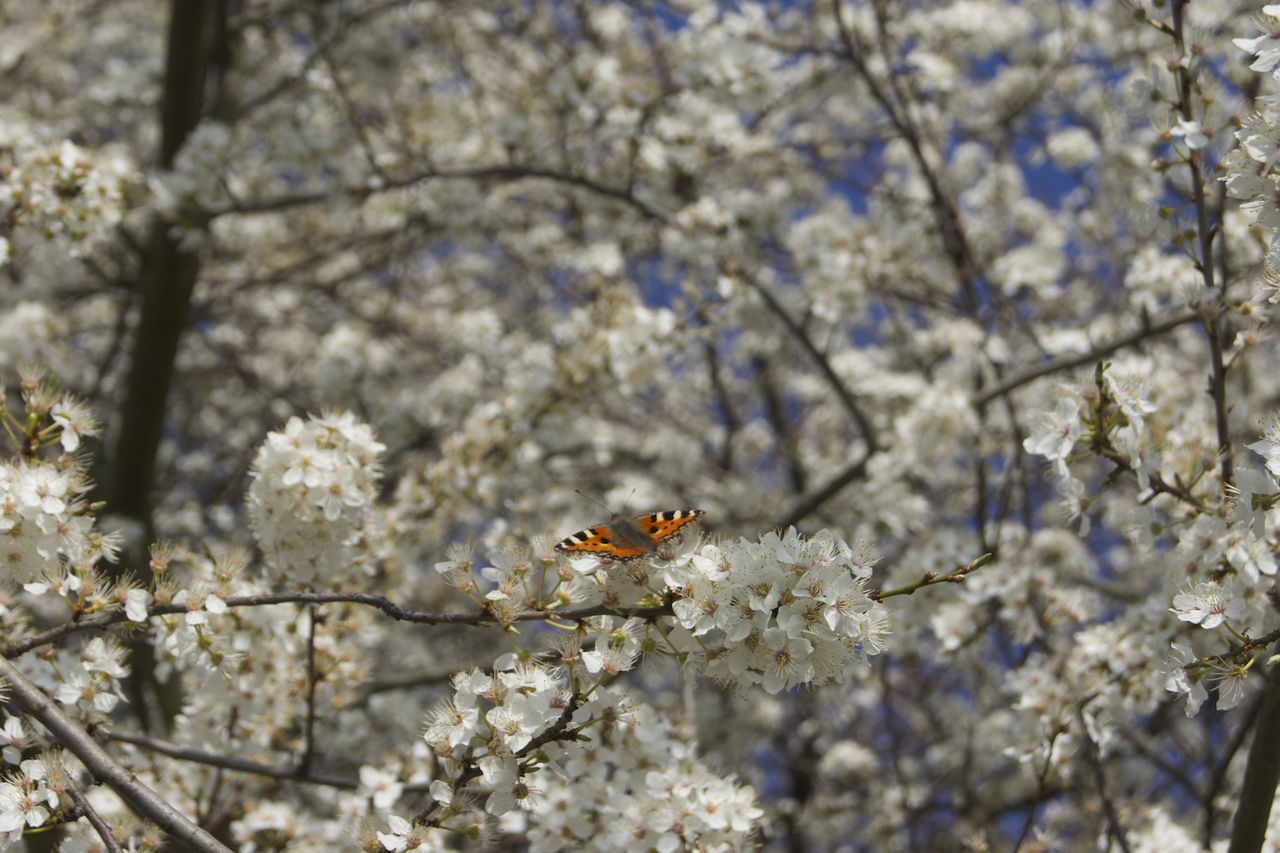 Butterfly on cherry blossoms