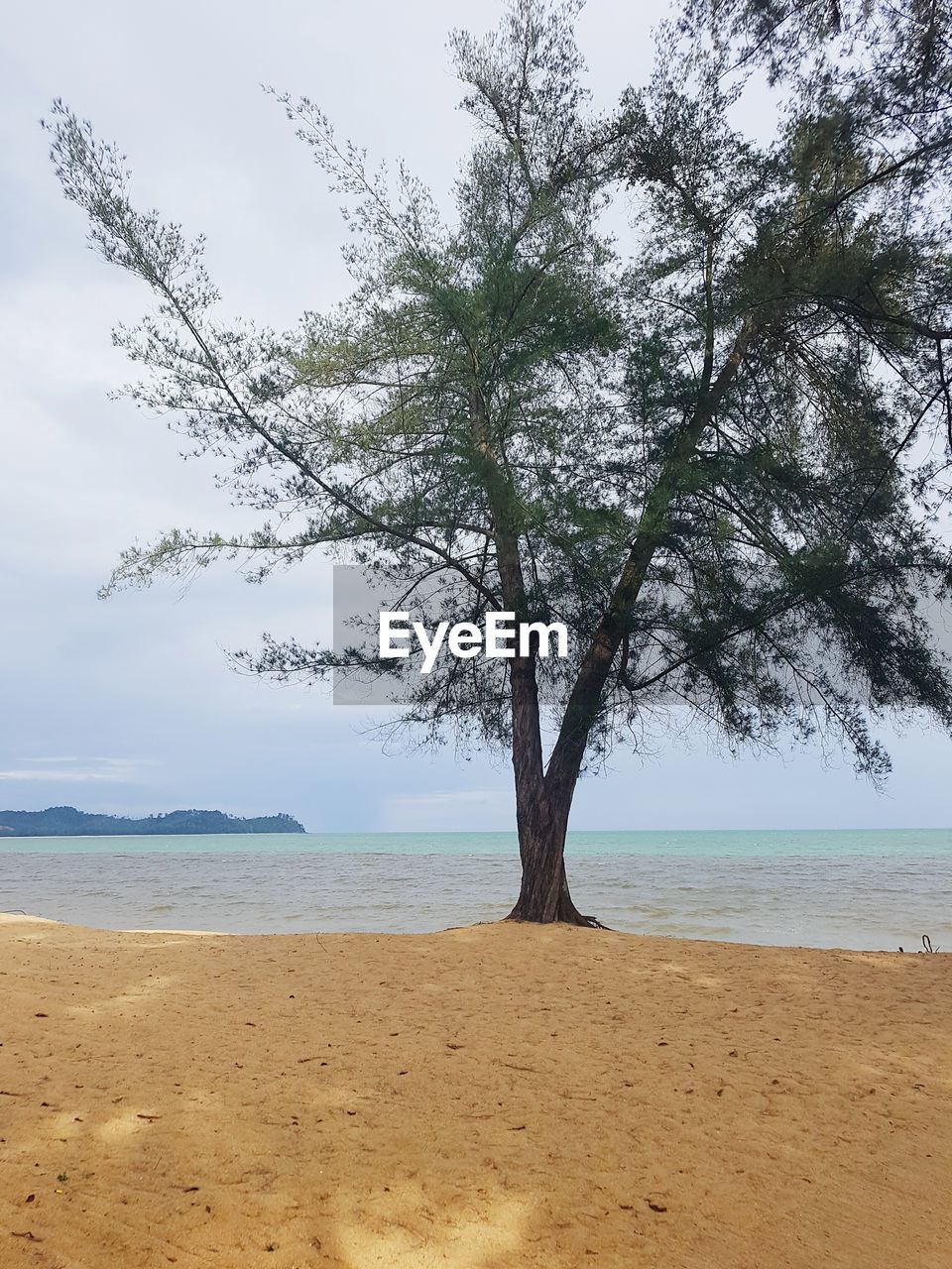 SINGLE TREE ON BEACH AGAINST SKY