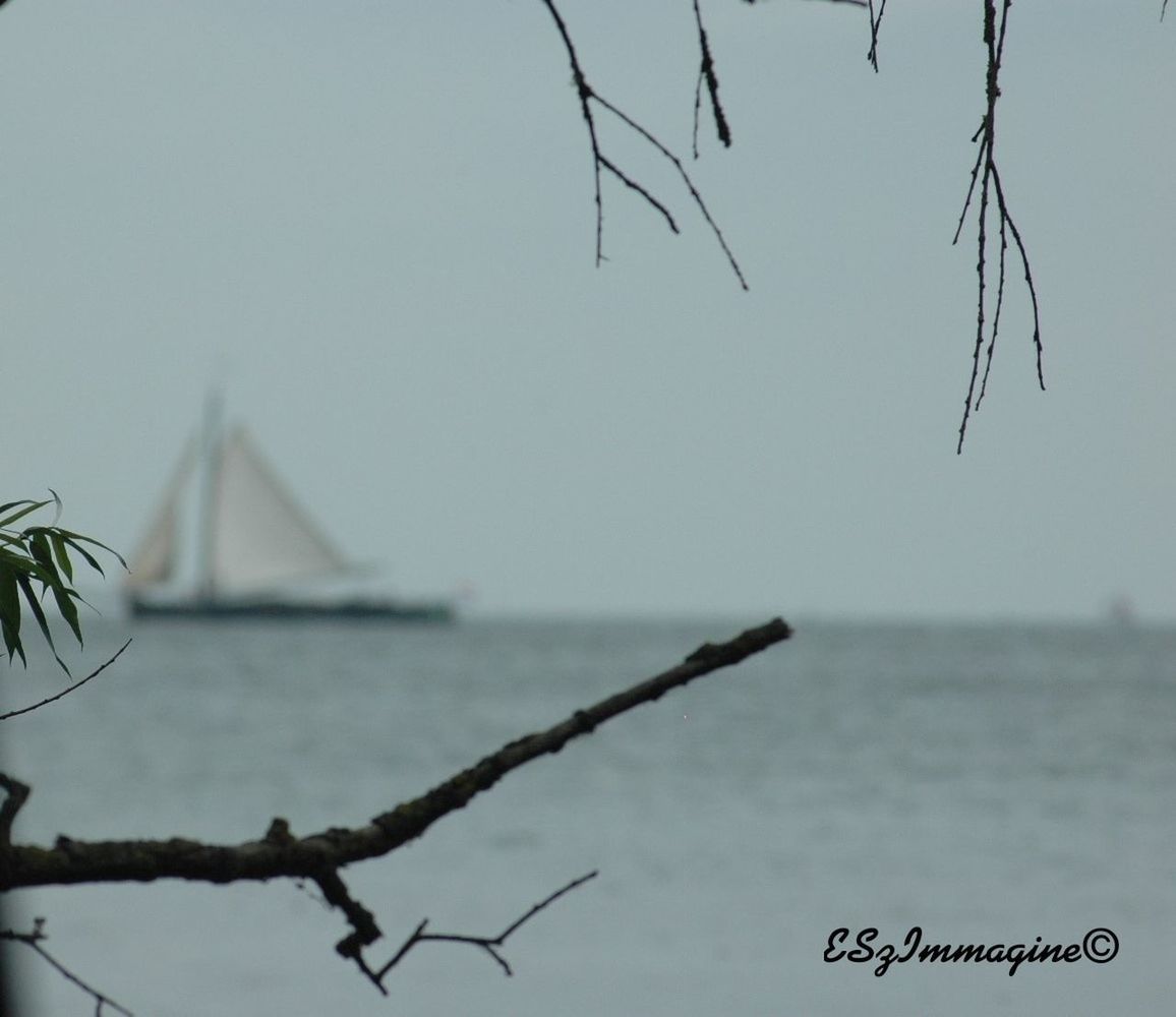 CLOSE-UP OF BIRD ON RIVERBANK