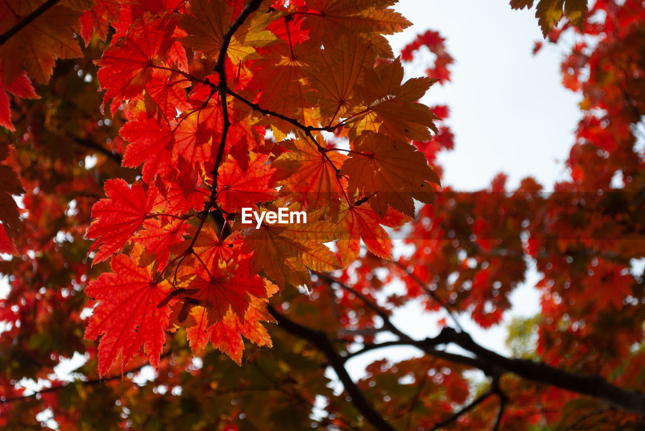 autumn, tree, leaf, plant part, plant, beauty in nature, branch, nature, maple tree, red, maple leaf, maple, no people, day, low angle view, outdoors, tranquility, growth, orange color, scenics - nature, focus on foreground, sunlight, sky, close-up, environment, land, autumn collection
