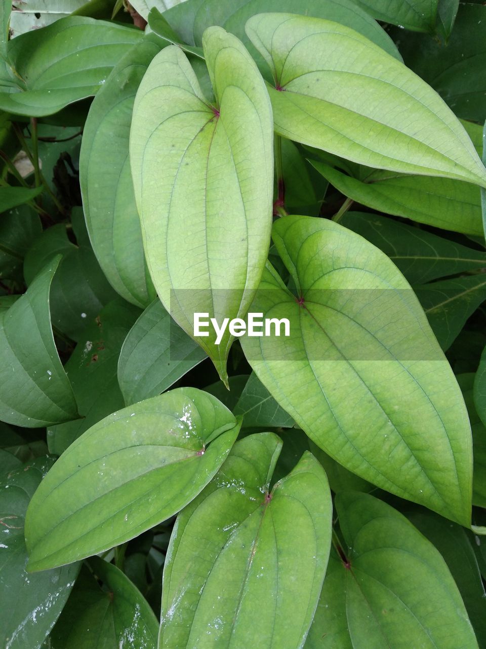 FULL FRAME SHOT OF PLANT LEAVES