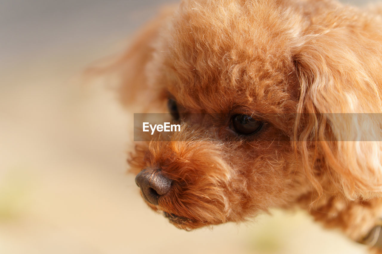 one animal, animal themes, pet, dog, animal, domestic animals, canine, mammal, brown, lap dog, puppy, close-up, cute, young animal, animal body part, toy poodle, cockapoo, no people, carnivore, portrait, animal head, animal hair, cavapoo