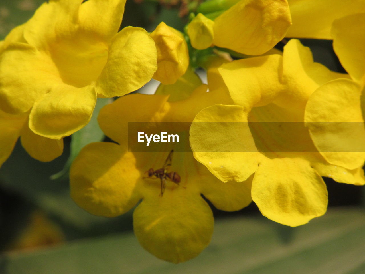 CLOSE-UP OF YELLOW FLOWERS