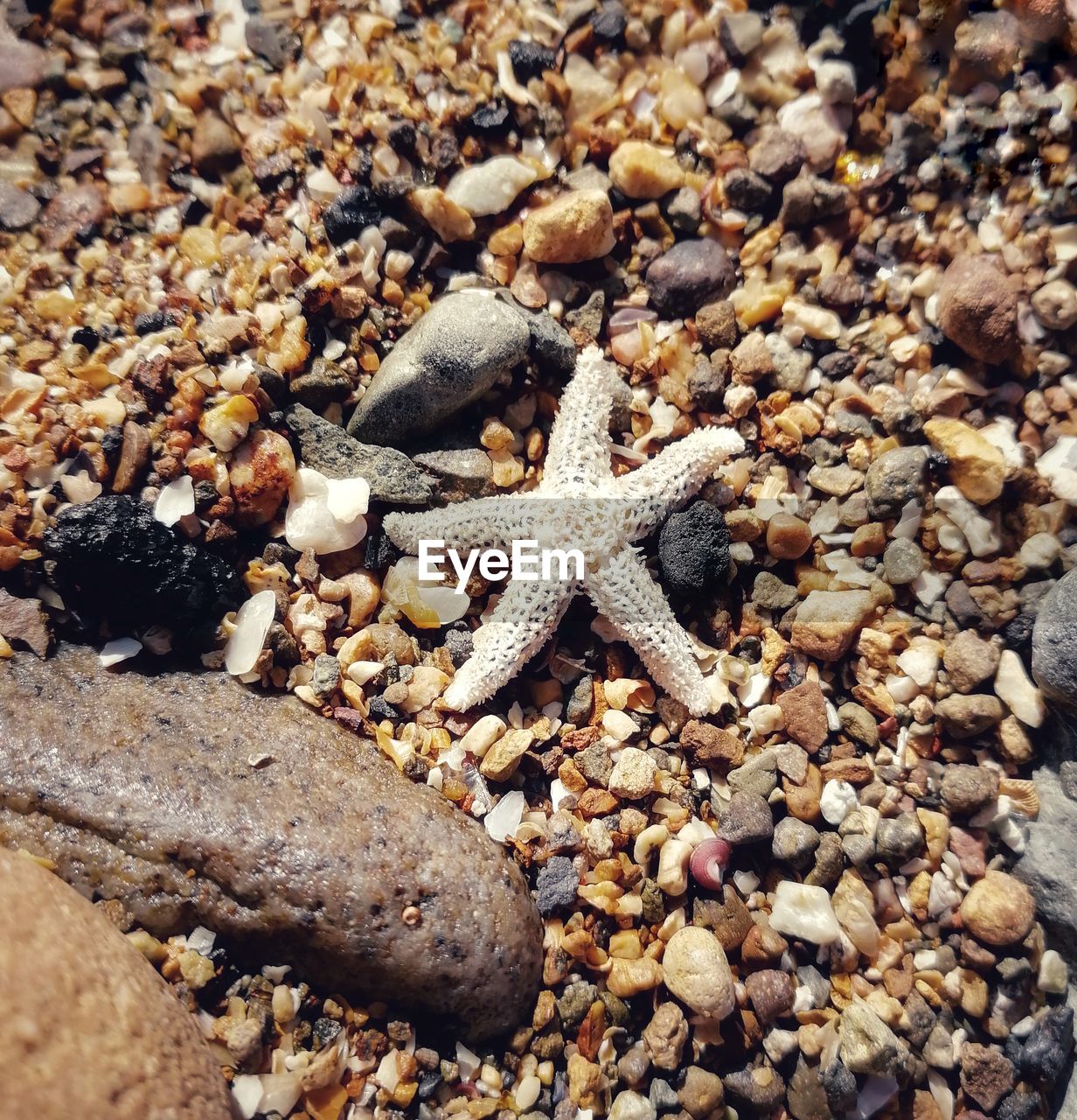 CLOSE-UP OF CRAB ON SAND