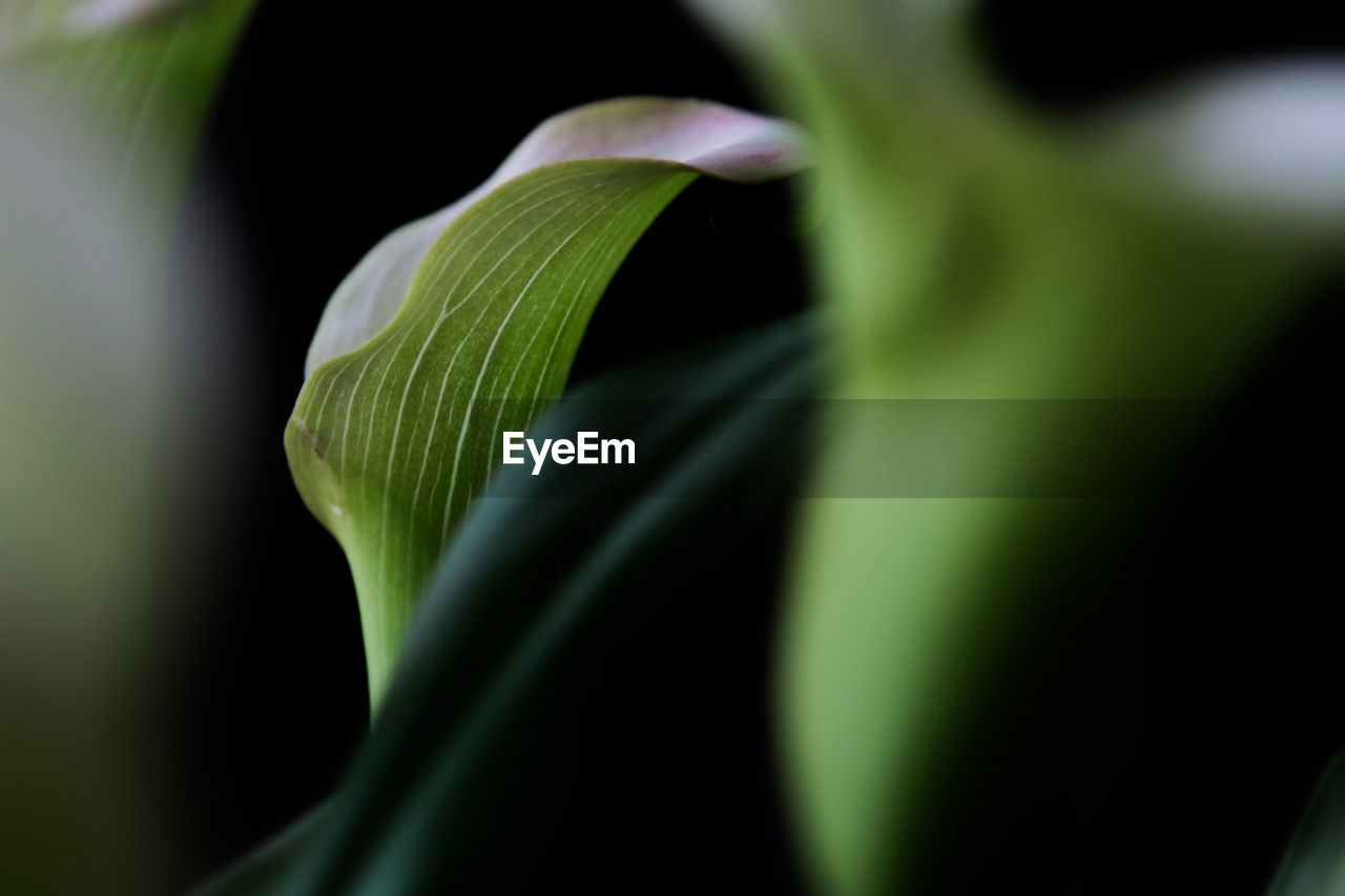 green, plant, flower, leaf, plant part, close-up, growth, beauty in nature, freshness, nature, no people, macro photography, flowering plant, plant stem, selective focus, black background, food, petal, vegetable, outdoors, fragility, food and drink, studio shot, extreme close-up, botany