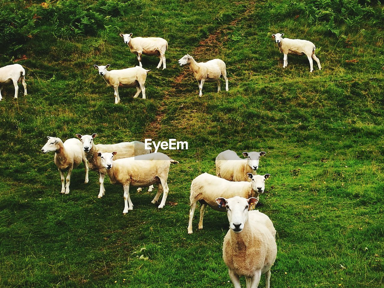 Flock of sheep on grassy hill