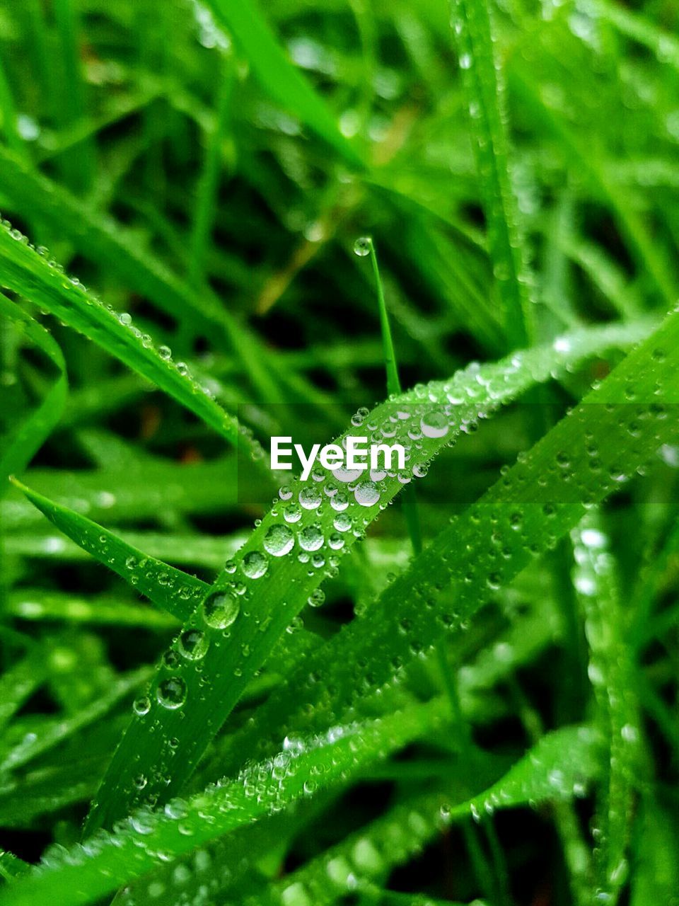 CLOSE-UP OF WET GREEN GRASS