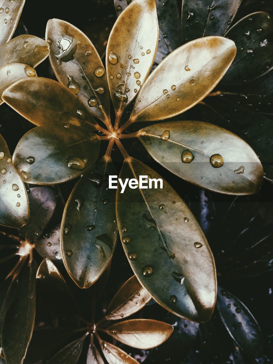 Directly above shot of wet plants