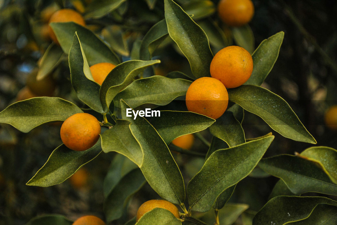 Close-up of oranges growing on tree