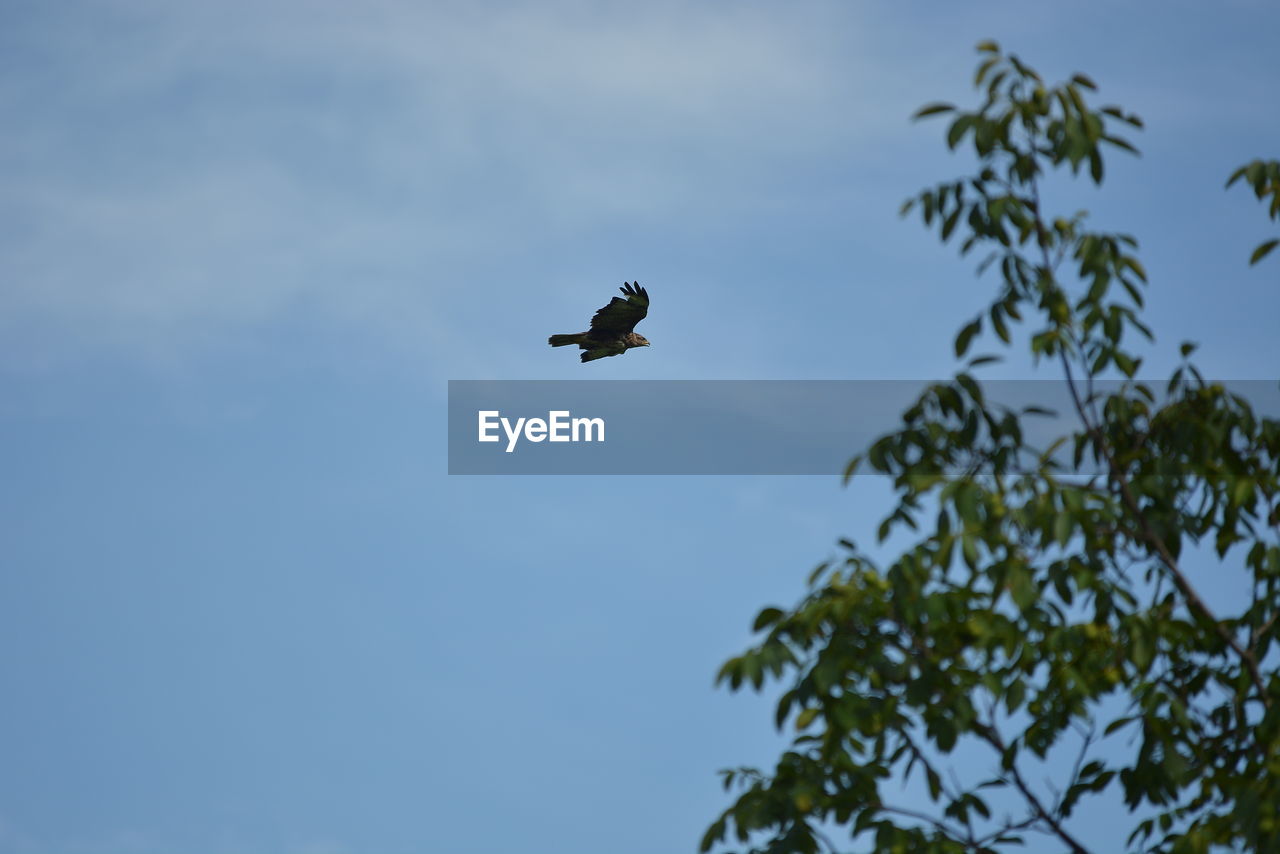 LOW ANGLE VIEW OF A BIRD FLYING