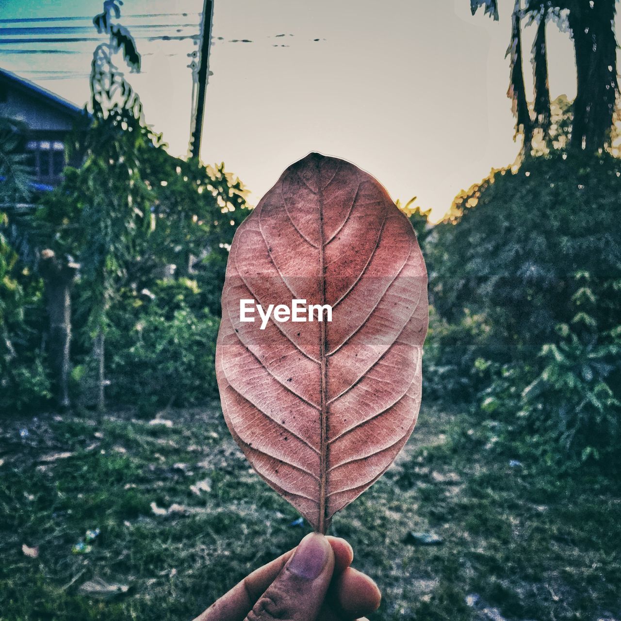 CLOSE-UP OF PERSON HOLDING MAPLE LEAF