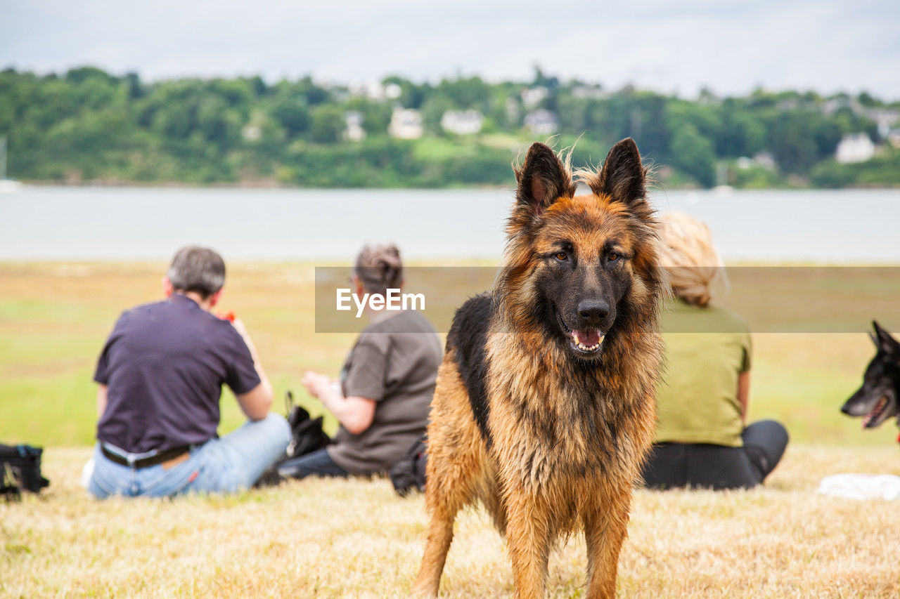 mammal, animal themes, animal, canine, dog, domestic animals, pet, one animal, men, german shepherd, adult, nature, friendship, happiness, emotion, grass, leisure activity, water, plant, positive emotion, bonding, day, land, lifestyles, summer, smiling, outdoors, rural scene, two people, sitting, casual clothing, love, person, landscape, carnivore
