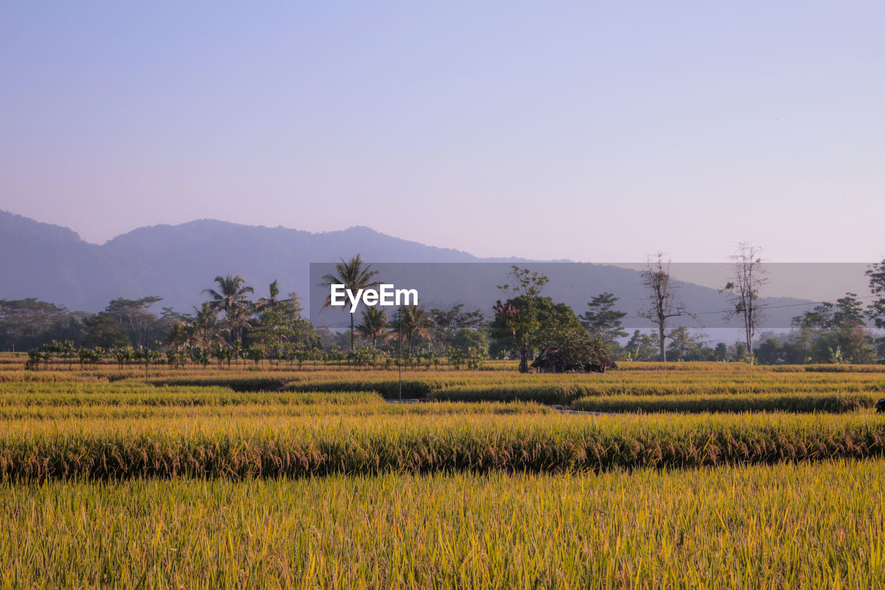 Scenic view of field against clear sky
