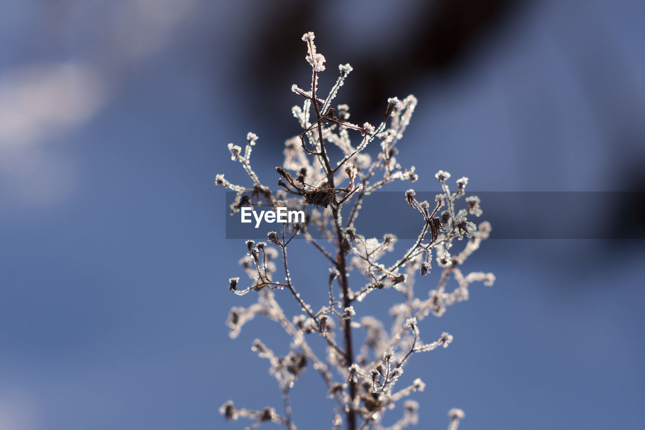 frost, plant, branch, nature, flower, macro photography, winter, beauty in nature, close-up, fragility, twig, tree, freezing, no people, cold temperature, sky, freshness, snow, focus on foreground, growth, outdoors, blue, flowering plant, blossom, selective focus, springtime, ice, frozen, snowflake, day, leaf, tranquility, environment, food and drink, spring, white