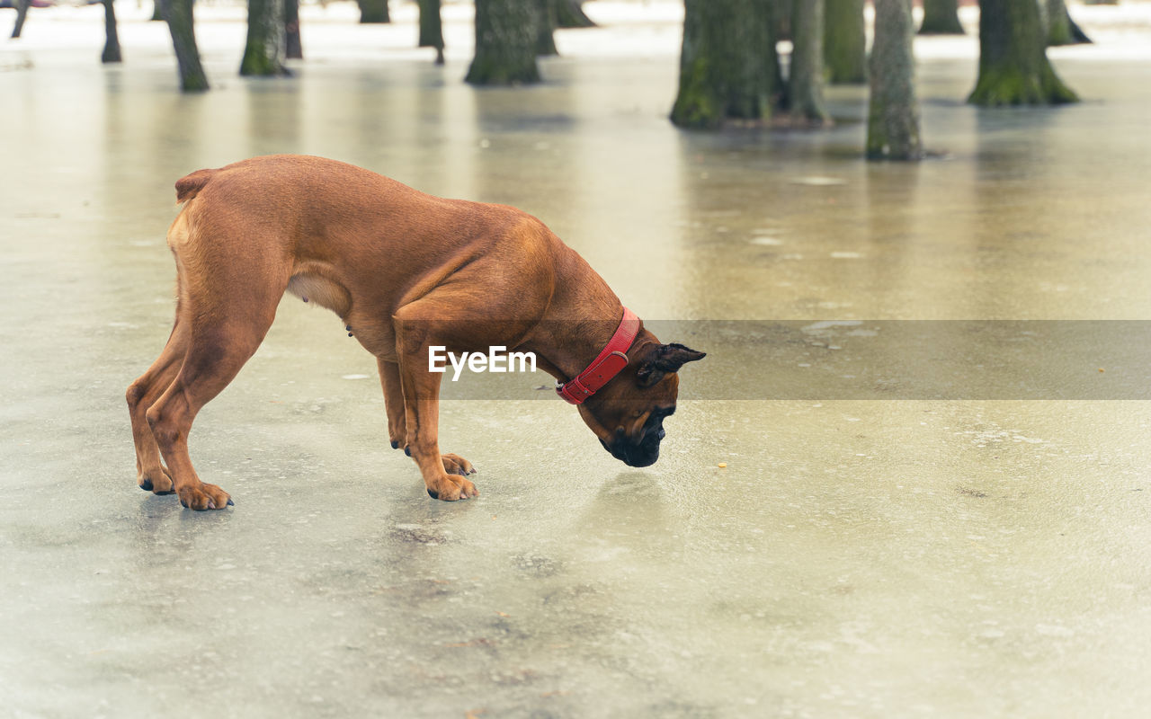 Dog boxer on ice reaches for rood in the park