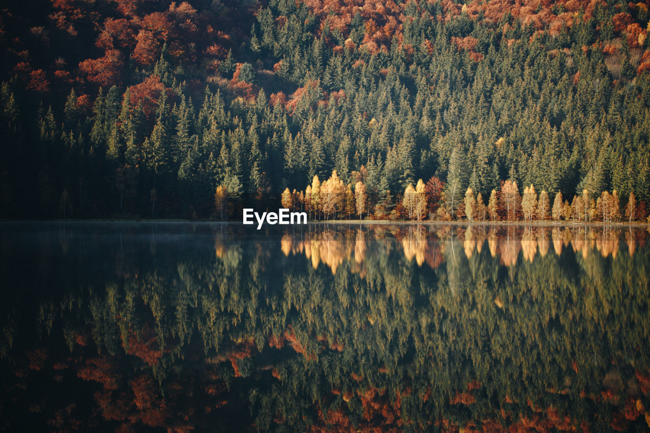 Reflection of trees in lake