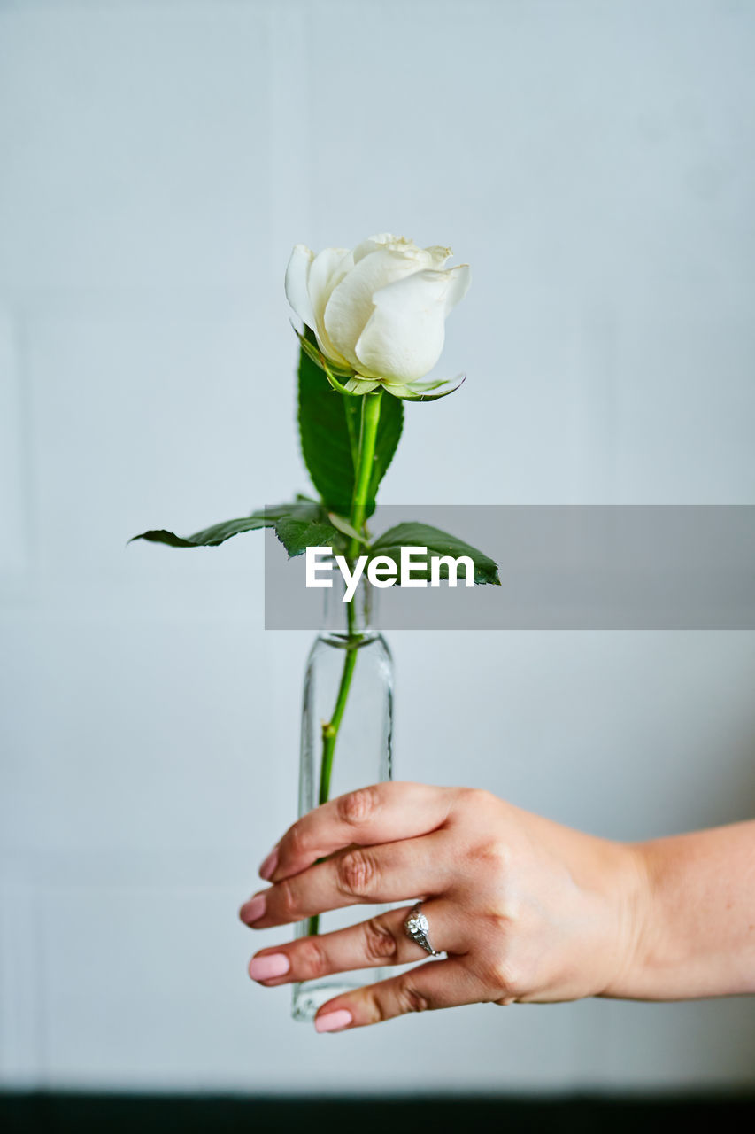 Cropped hand of woman holding white rose in vase against wall