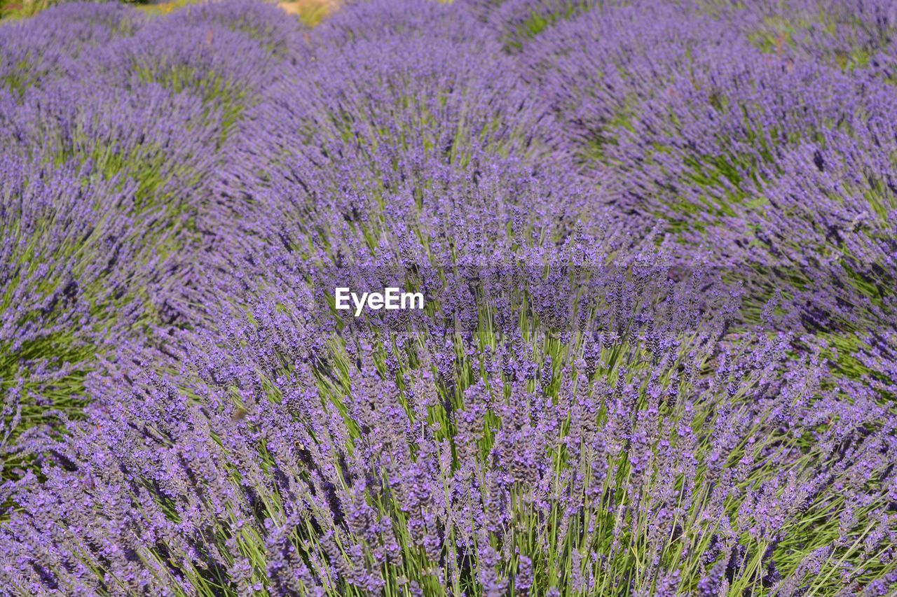 Purple flowering plants on field