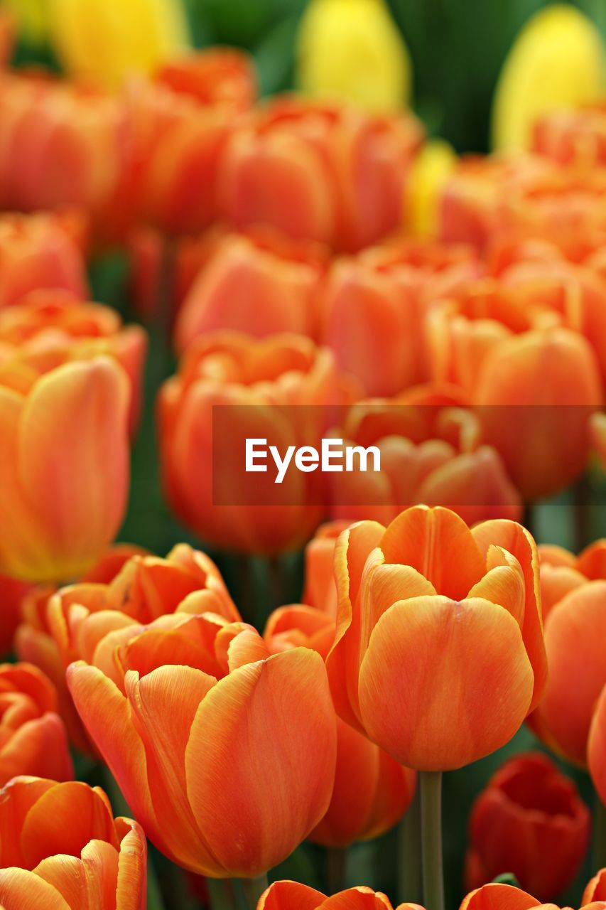 Close-up of orange tulips