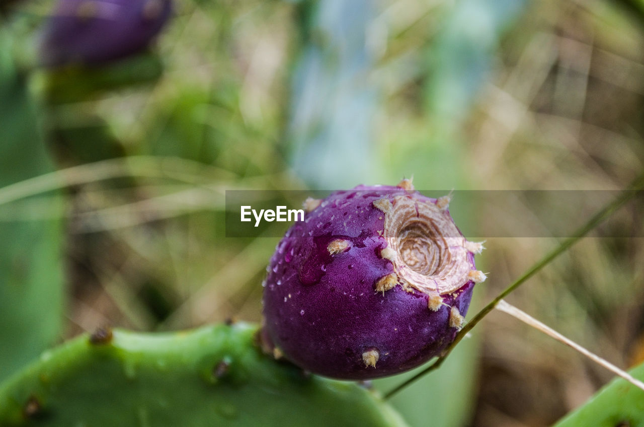 CLOSE-UP OF FRESH PURPLE FLOWER WITH BUDS GROWING IN PLANT