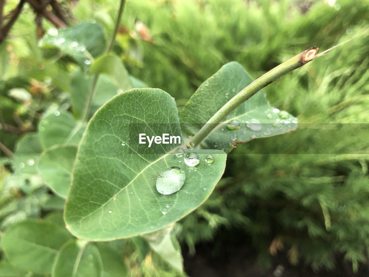 CLOSE-UP OF WATER DROPS ON LEAVES