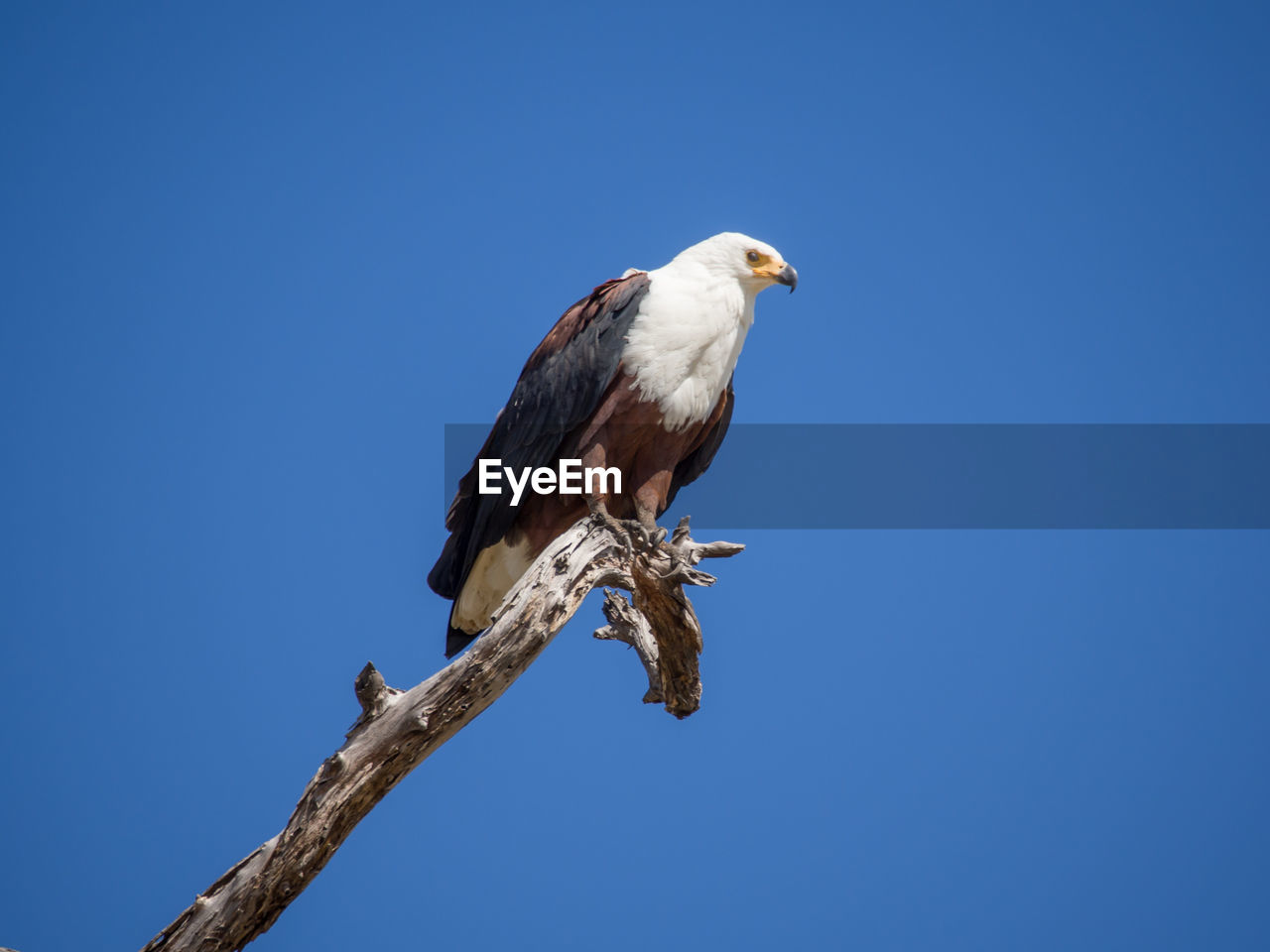 Low angle view of african fish eagle perching on bare tree against clear blue sky, moremi game reserve, botswana