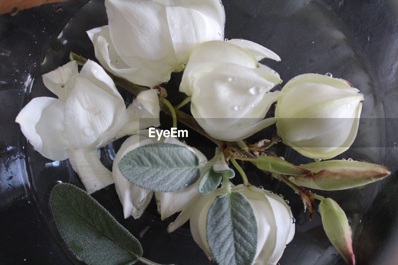 HIGH ANGLE VIEW OF WHITE FLOWERS