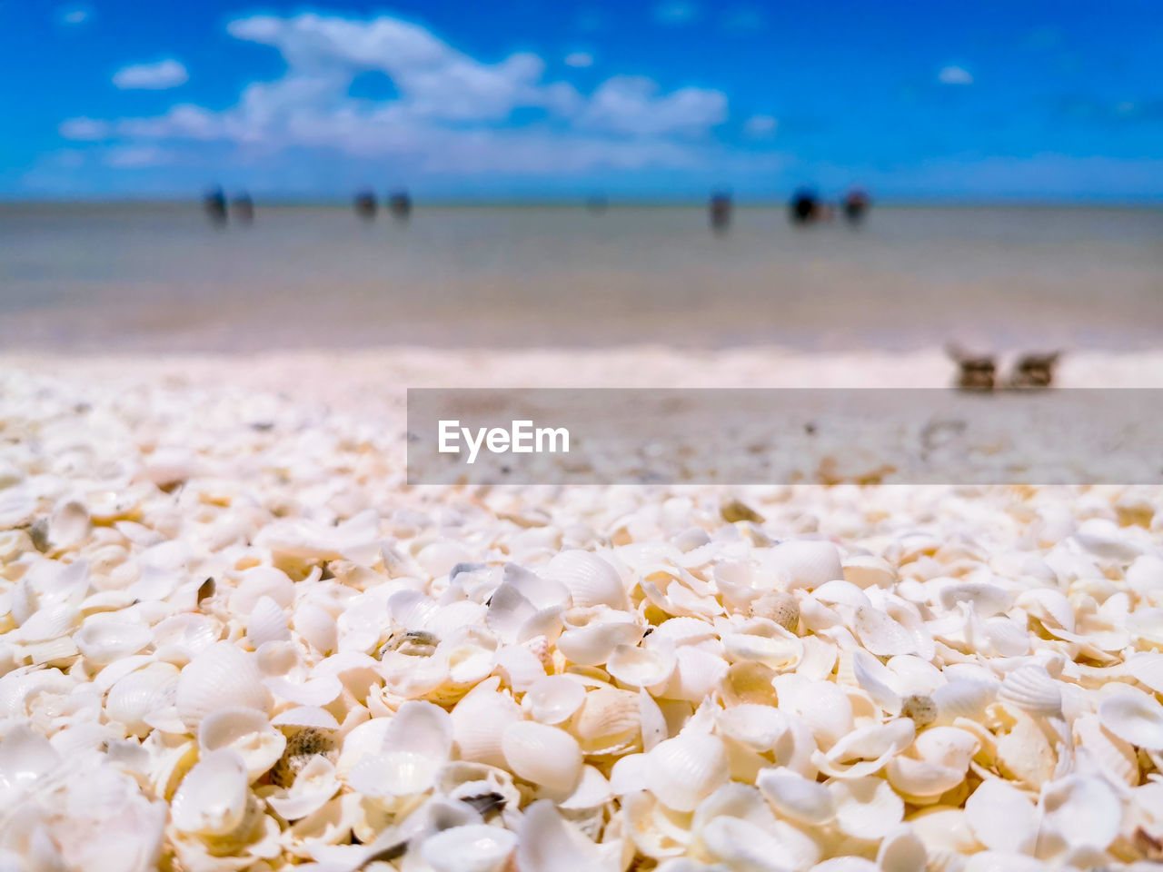 CLOSE-UP OF WHITE PEBBLES ON BEACH