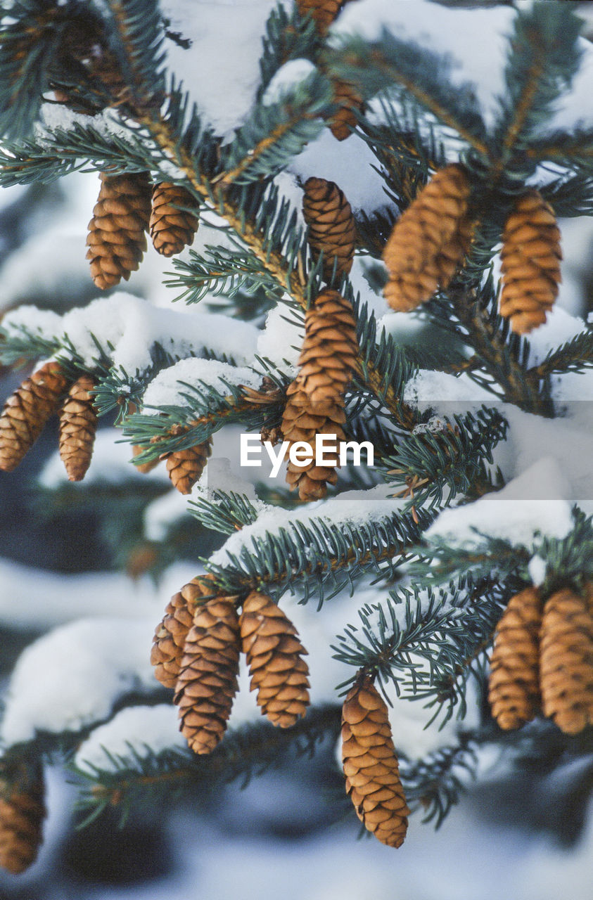 Close-up of pine cones on tree during winter