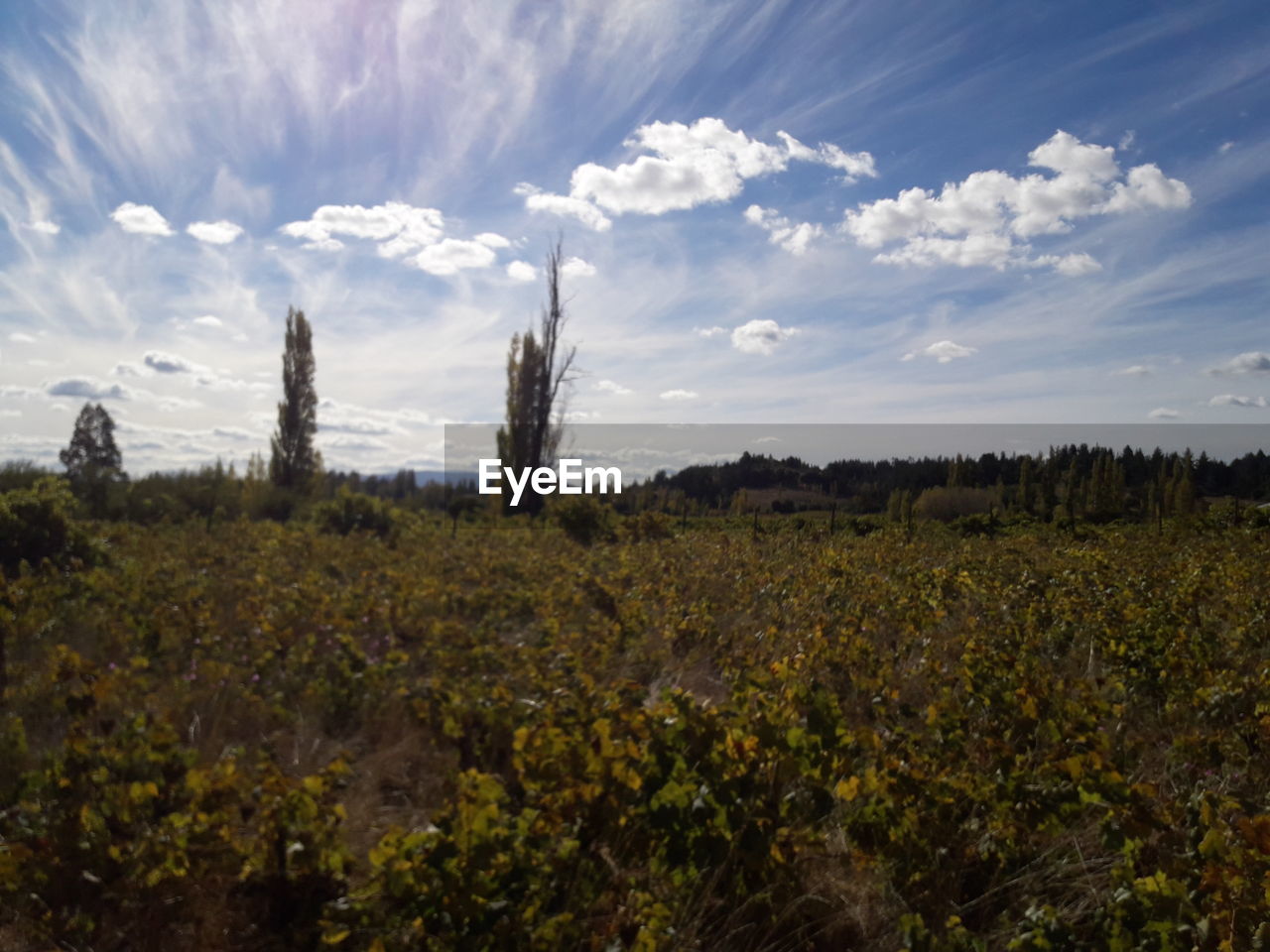 PLANTS GROWING ON LAND