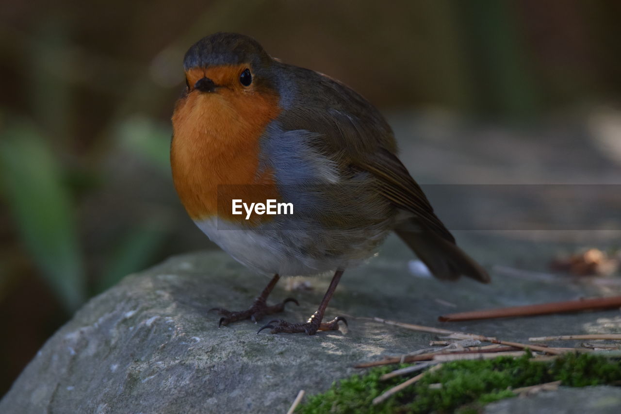 CLOSE-UP OF A BIRD