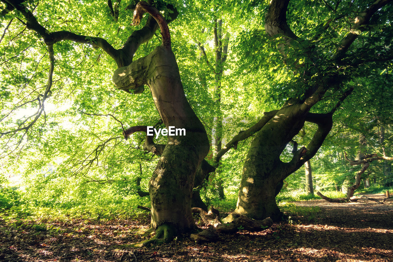 View of trees in forest