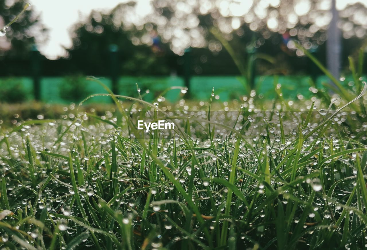 WATER DROPS ON GRASS