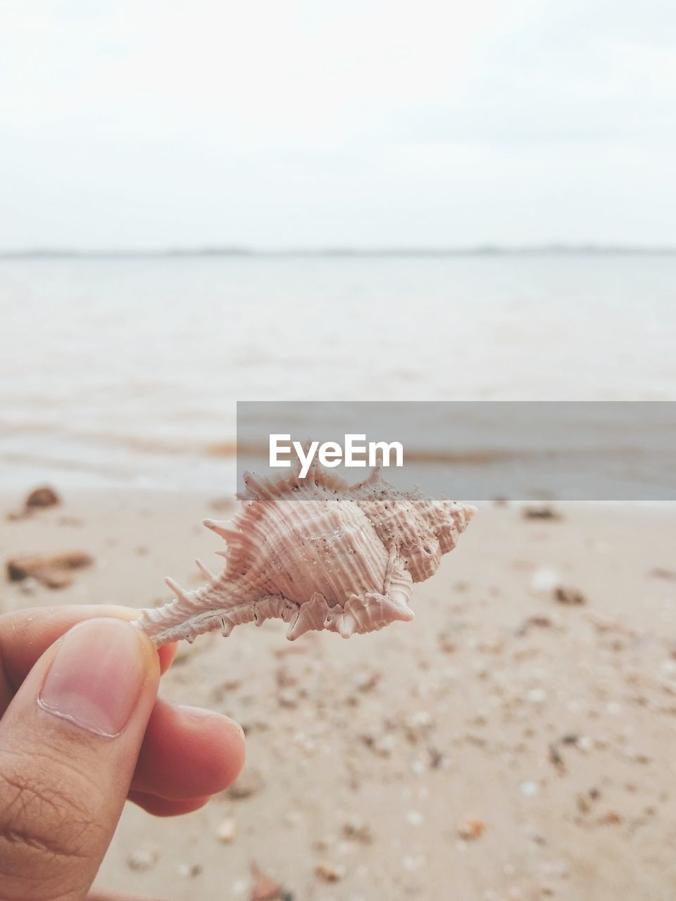 hand, beach, sea, shell, land, water, one person, sand, holding, nature, finger, focus on foreground, horizon over water, day, sky, horizon, leisure activity, beauty in nature, personal perspective, close-up, animal, outdoors, animal wildlife, adult, animal themes, lifestyles, animal shell