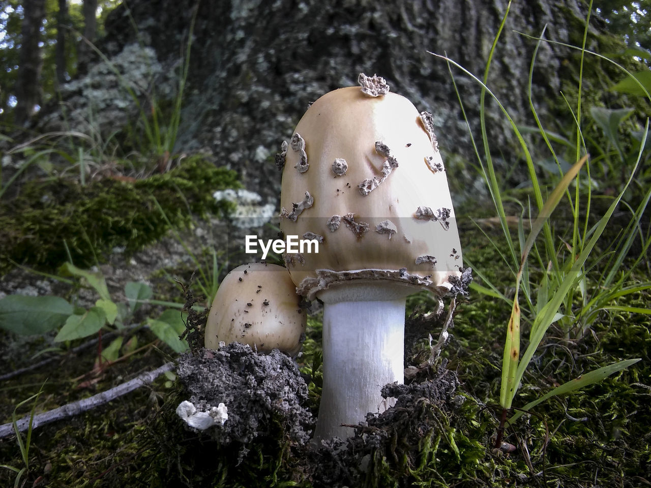 Close-up of mushroom growing on field