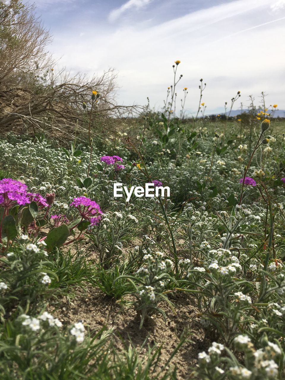 FLOWERS GROWING IN FIELD