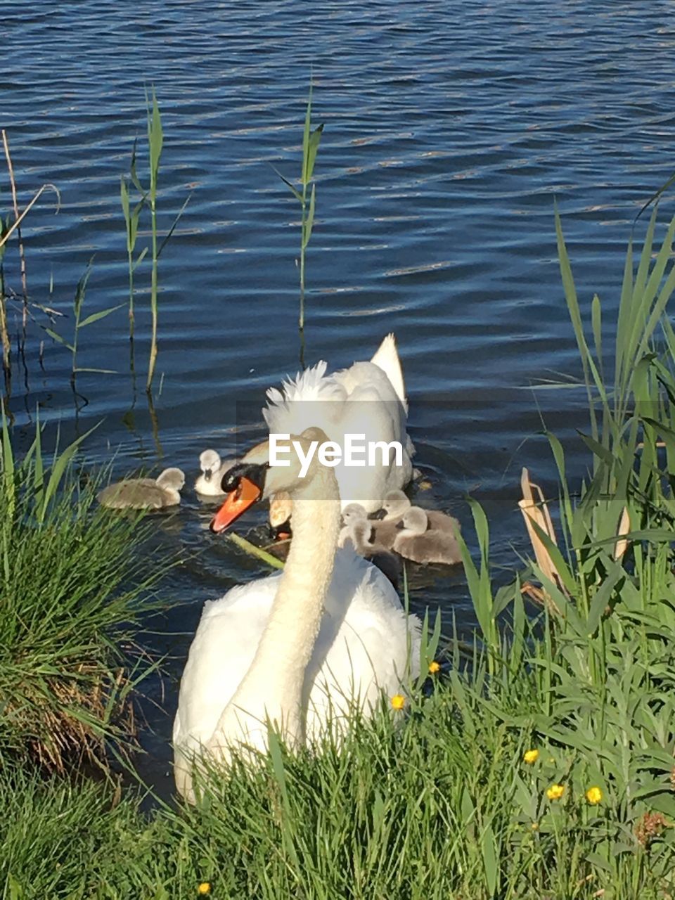 SWAN SWIMMING ON LAKE