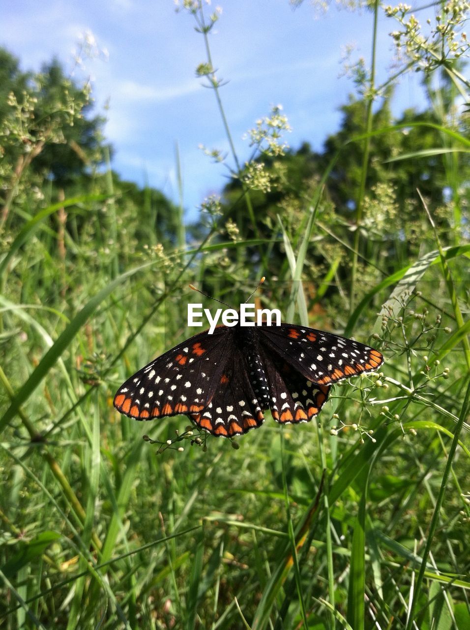 Close-up of butterfly on plant