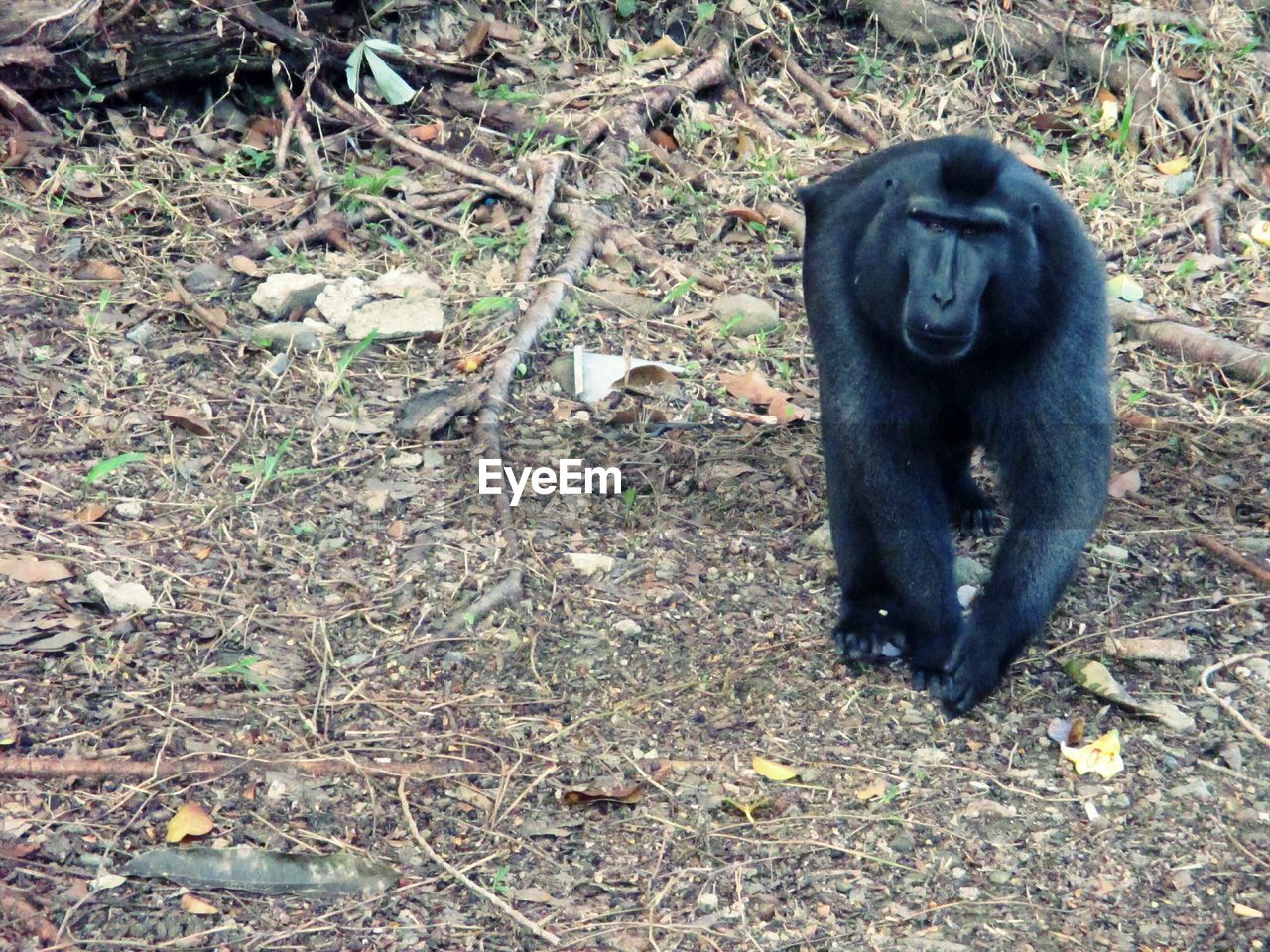 HIGH ANGLE VIEW OF BLACK CAT SITTING ON LAND