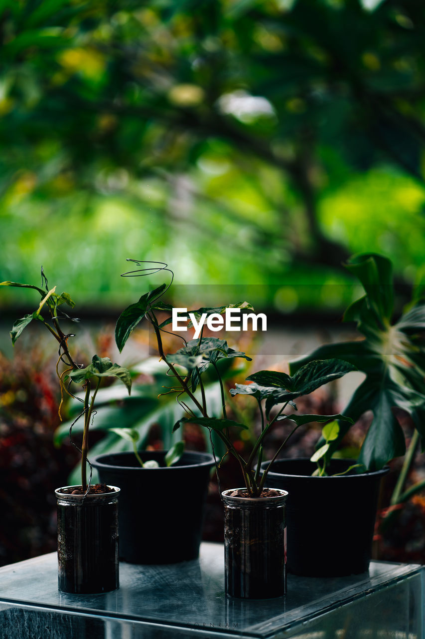 Syngonium podophyllum variegeted