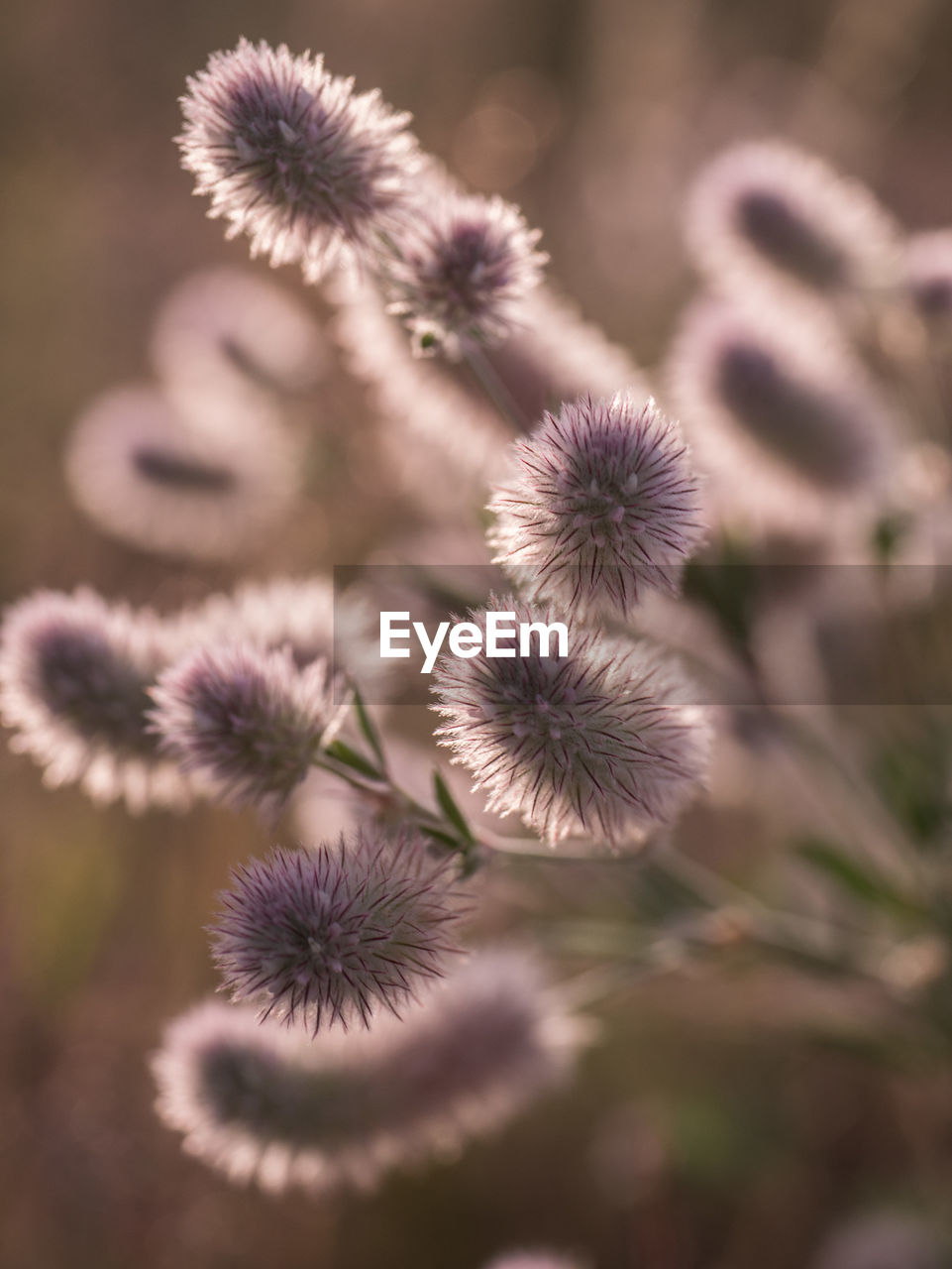 Close-up of flowers