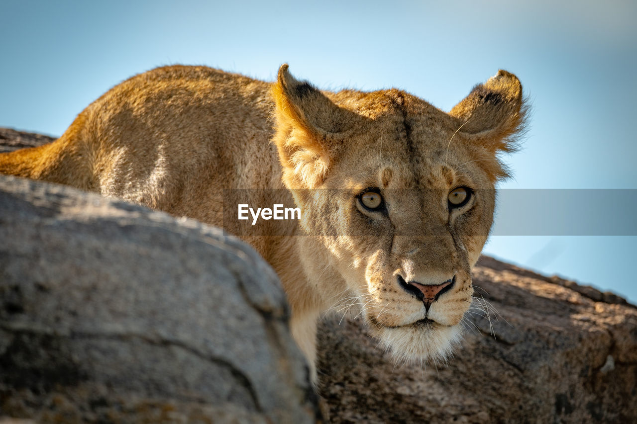 Portrait of big cat on rock against sky