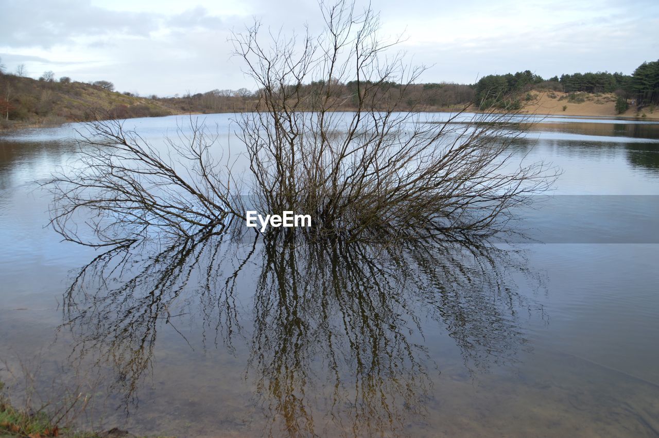 PLANTS GROWING ON LAKE AGAINST SKY