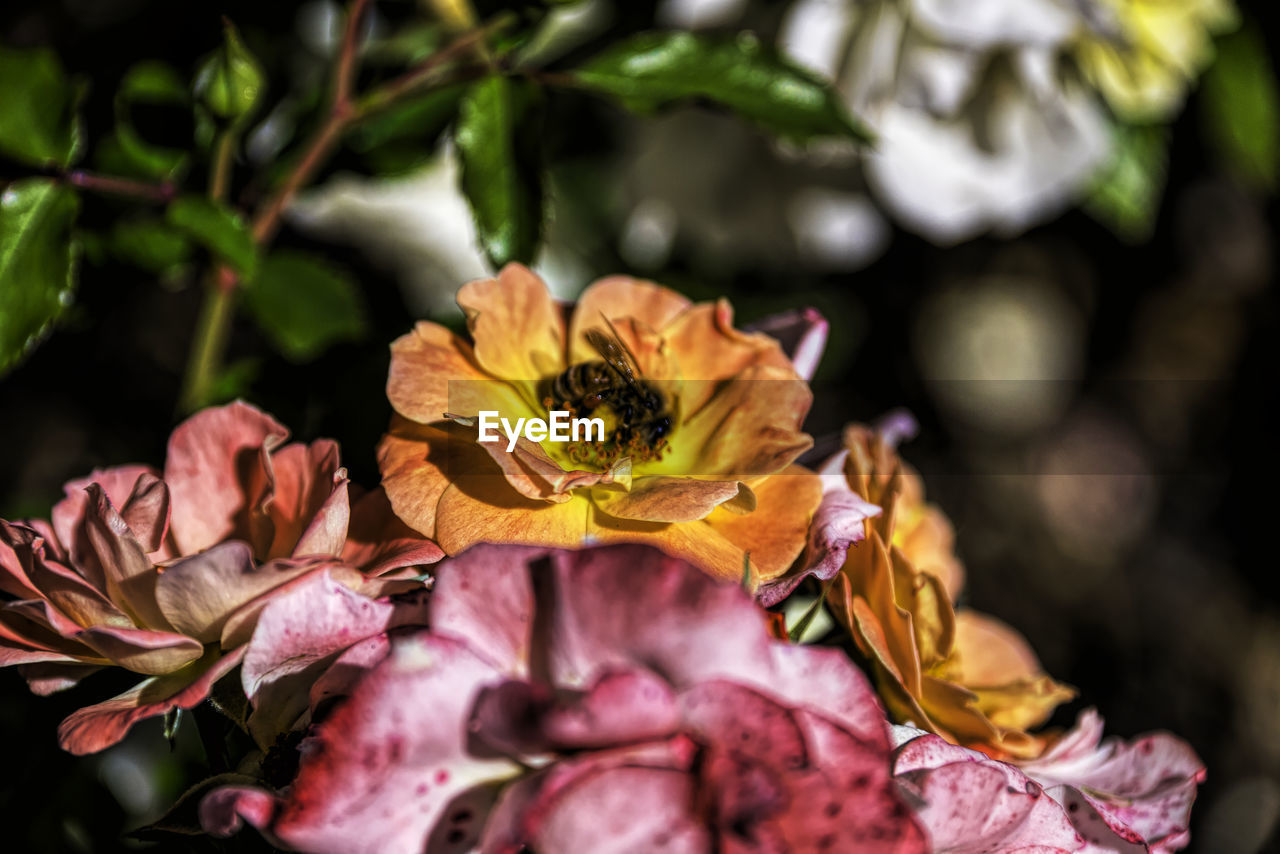 CLOSE-UP OF WILTED PLANT ON PURPLE FLOWERING PLANTS