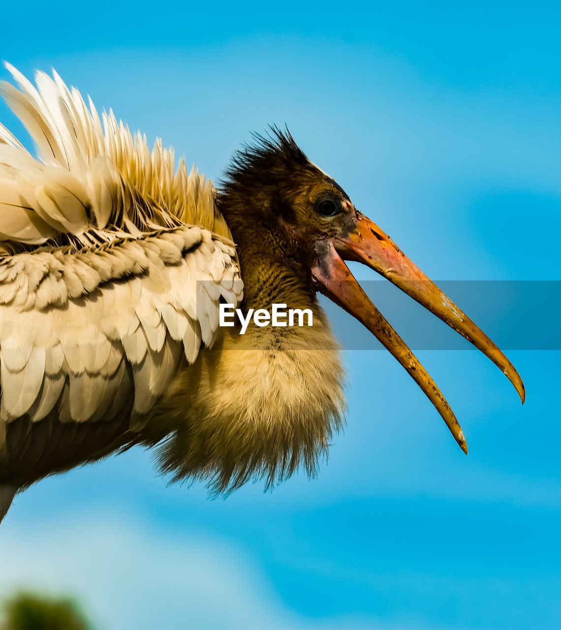 Low angle view of bird against clear blue sky