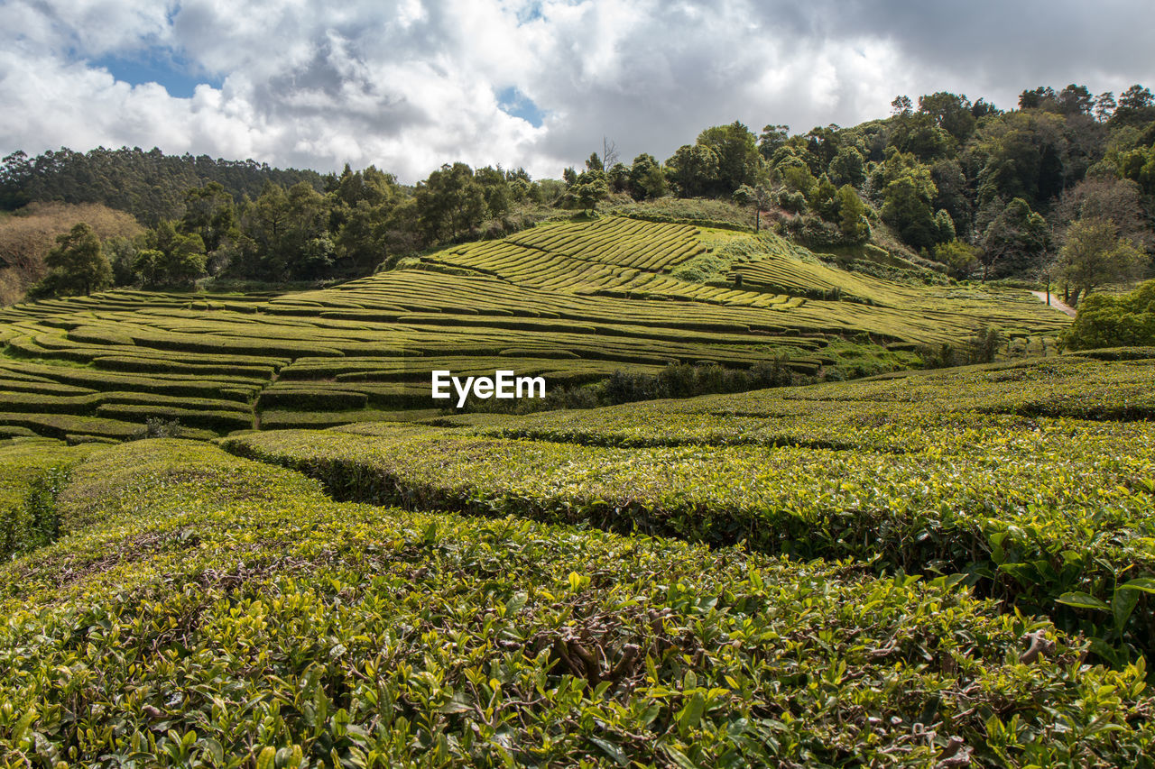 Beautiful tea plantations of island of sao miguel in the azores