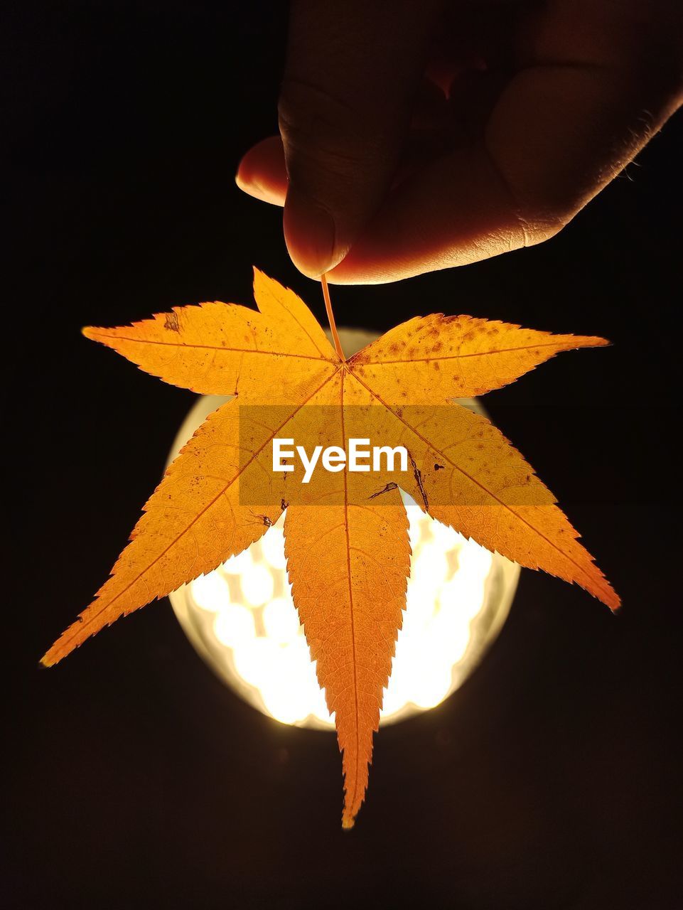 Close-up of hand holding maple leaf against illuminated light