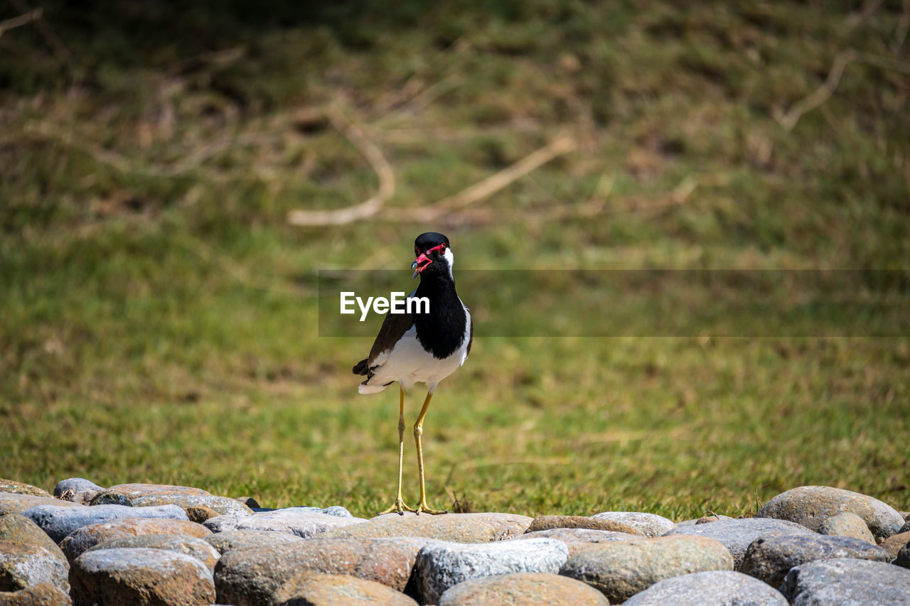 Wild bird spotted on the stones in al ain zoo, abu dhabi