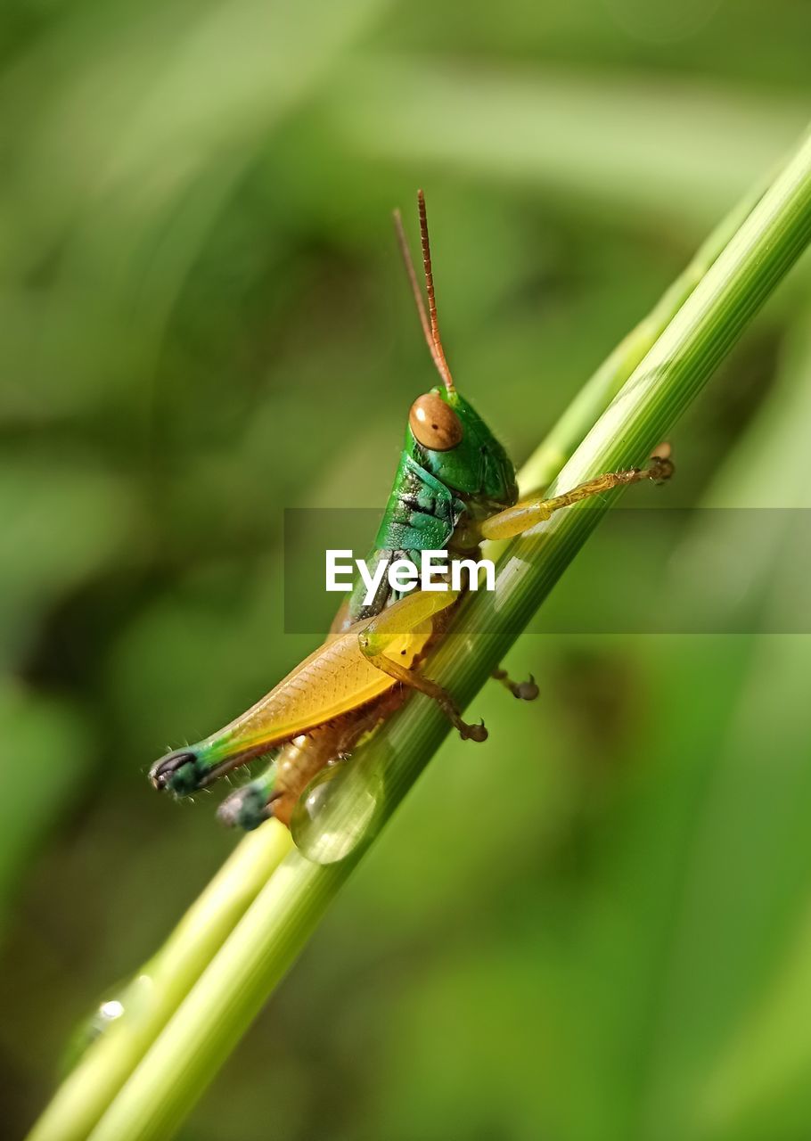 Close-up of insect on leaf